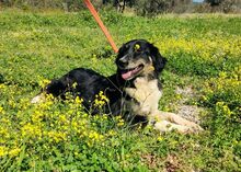 MELPO, Hund, Mischlingshund in Griechenland - Bild 2