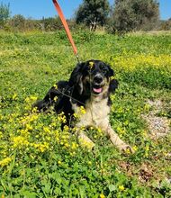 MELPO, Hund, Mischlingshund in Griechenland - Bild 3