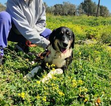 MIRKA, Hund, Mischlingshund in Griechenland - Bild 1
