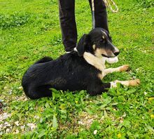 MIRKA, Hund, Mischlingshund in Griechenland - Bild 10