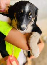 MIRKA, Hund, Mischlingshund in Griechenland - Bild 5