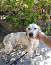 TIRAMOLO, Hund, English Setter in Griechenland - Bild 1