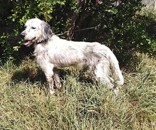 TIRAMOLO, Hund, English Setter in Griechenland - Bild 4