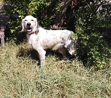 TIRAMOLO, Hund, English Setter in Griechenland - Bild 5