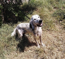 TIRAMOLO, Hund, English Setter in Griechenland - Bild 8