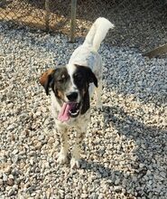 BOLEK, Hund, Mischlingshund in Griechenland - Bild 2