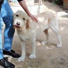 WARDA, Hund, Mischlingshund in Bulgarien - Bild 1