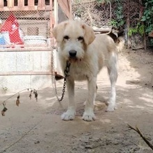WARDA, Hund, Mischlingshund in Bulgarien - Bild 2