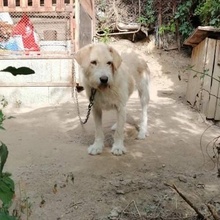 WARDA, Hund, Mischlingshund in Bulgarien - Bild 3