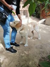 WARDA, Hund, Mischlingshund in Bulgarien - Bild 4