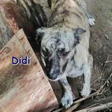 DIDI, Hund, Mischlingshund in Bulgarien - Bild 2