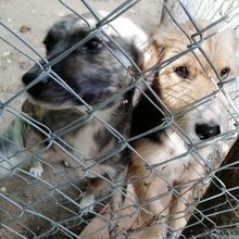 DIDI, Hund, Mischlingshund in Bulgarien - Bild 3