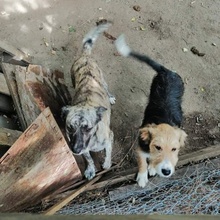 DIDI, Hund, Mischlingshund in Bulgarien - Bild 5