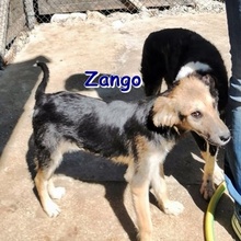 ZANGO, Hund, Mischlingshund in Bulgarien - Bild 1