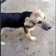 ZANGO, Hund, Mischlingshund in Bulgarien - Bild 2