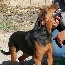 RADI, Hund, Mischlingshund in Bulgarien - Bild 2
