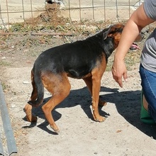 RADI, Hund, Mischlingshund in Bulgarien - Bild 3
