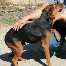 RADI, Hund, Mischlingshund in Bulgarien - Bild 4