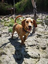 LORY, Hund, Mischlingshund in Russische Föderation - Bild 10