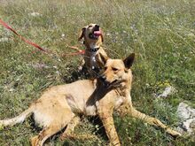 LORY, Hund, Mischlingshund in Russische Föderation - Bild 14