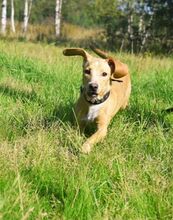 LORY, Hund, Mischlingshund in Russische Föderation - Bild 16