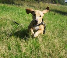 LORY, Hund, Mischlingshund in Russische Föderation - Bild 5