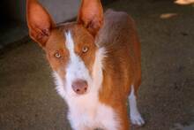 COTO, Hund, Podenco in Spanien - Bild 1