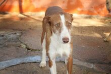 COTO, Hund, Podenco in Spanien - Bild 2