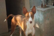 COTO, Hund, Podenco in Spanien - Bild 5