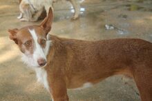 COTO, Hund, Podenco in Spanien - Bild 8