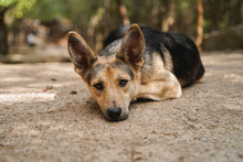 LEON, Hund, Mischlingshund in Bulgarien - Bild 1