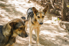 LEON, Hund, Mischlingshund in Bulgarien - Bild 10