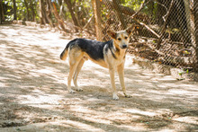LEON, Hund, Mischlingshund in Bulgarien - Bild 11
