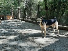 LEON, Hund, Mischlingshund in Bulgarien - Bild 14