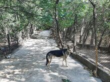 LEON, Hund, Mischlingshund in Bulgarien - Bild 15