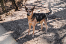 LEON, Hund, Mischlingshund in Bulgarien - Bild 16