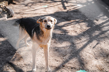 LEON, Hund, Mischlingshund in Bulgarien - Bild 17