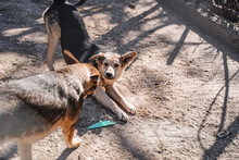 LEON, Hund, Mischlingshund in Bulgarien - Bild 18