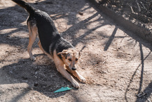 LEON, Hund, Mischlingshund in Bulgarien - Bild 19