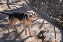 LEON, Hund, Mischlingshund in Bulgarien - Bild 21