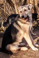 LEON, Hund, Mischlingshund in Bulgarien - Bild 23