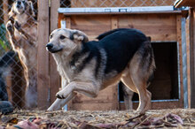LEON, Hund, Mischlingshund in Bulgarien - Bild 25