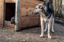 LEON, Hund, Mischlingshund in Bulgarien - Bild 26