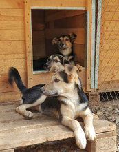 LEON, Hund, Mischlingshund in Bulgarien - Bild 29