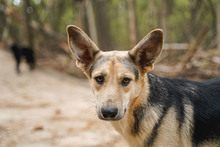 LEON, Hund, Mischlingshund in Bulgarien - Bild 3