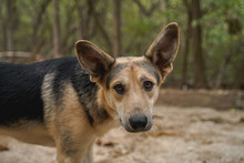 LEON, Hund, Mischlingshund in Bulgarien - Bild 4