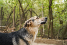 LEON, Hund, Mischlingshund in Bulgarien - Bild 6