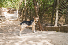 LEON, Hund, Mischlingshund in Bulgarien - Bild 7