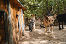 LEON, Hund, Mischlingshund in Bulgarien - Bild 8