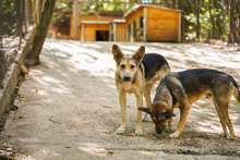 LEON, Hund, Mischlingshund in Bulgarien - Bild 9